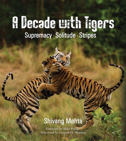 A Decade with Tigers: Supremacy. Solitude. Stripes